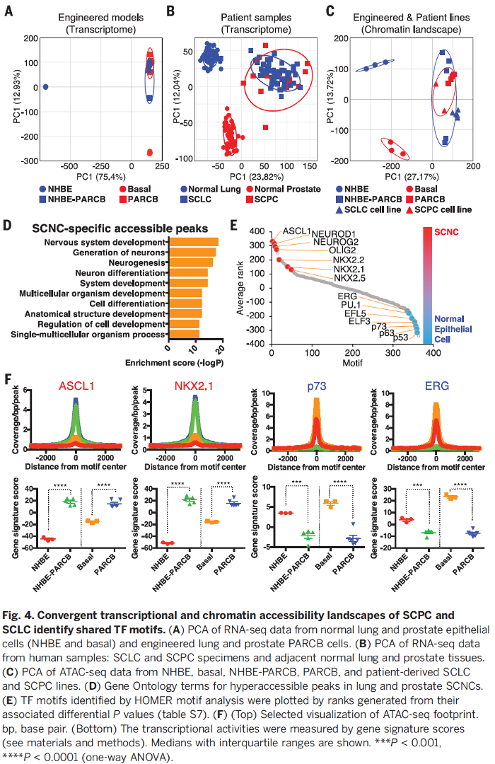 Convergence of transcriptional and epigenetic landscapes in two different cancer types (Science 2018 and Cancer Cell 2019)