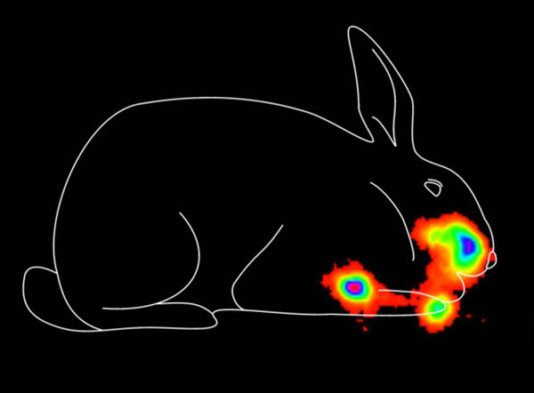 Rabbit image