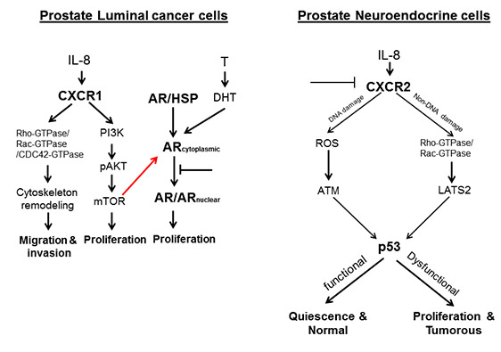 Prostate luminal cancer cells