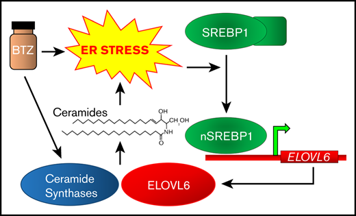 ER Stress