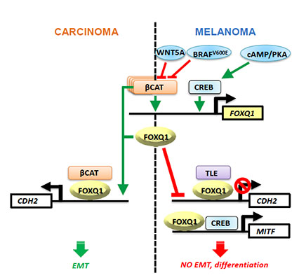 Carcinoma