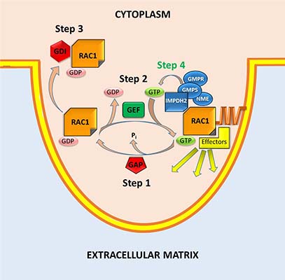 Cytoplasm