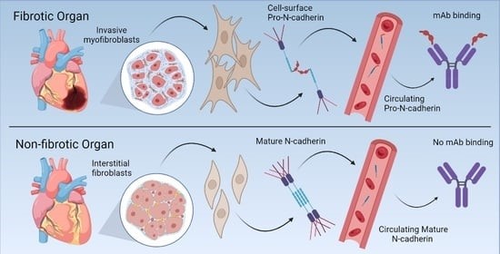 Fibrotic/Non-Fibrotic Organ