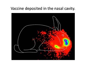 Vaccine deposited in nasal cavity