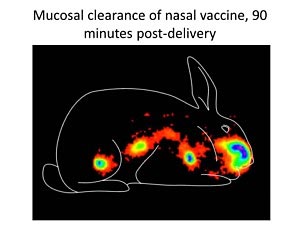 Musocal clearance of nasal cavity