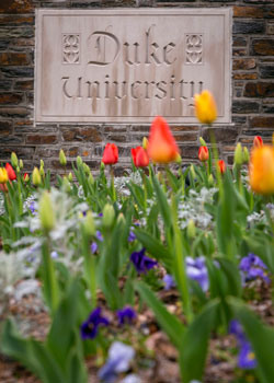 Duke campus sign with tulips