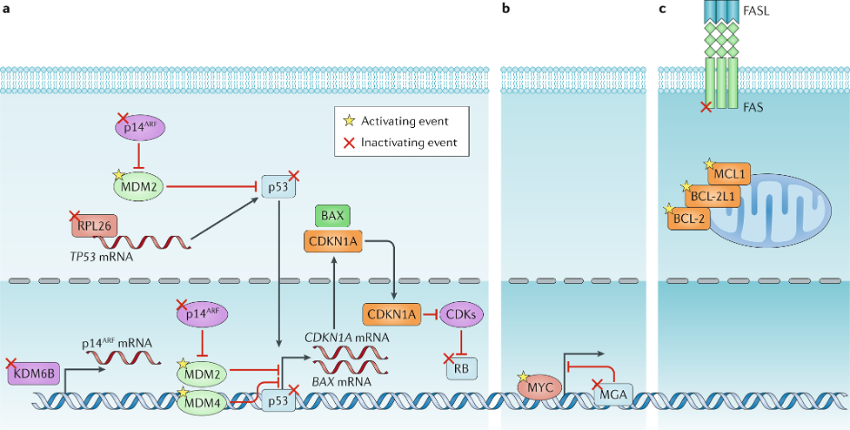 Genetic alterations and their clinical implications in DLBCL