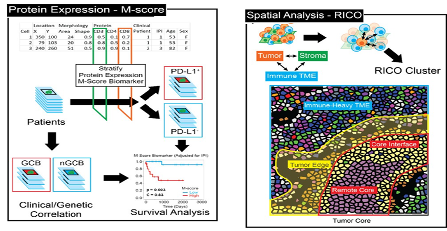 Protein Expression-M-Score and Spatial Analysis-RICO 