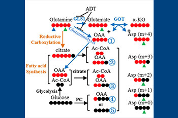 Metabolic mechanisms of disease progression - figure 2