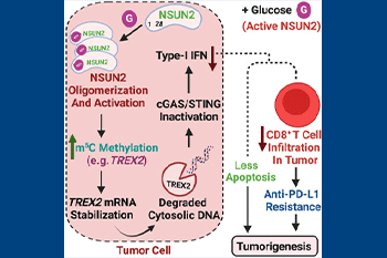 Illustration of tumor cell, glucose, and tumorgenisis