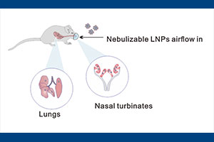 Schematic illustration of nebulized lipid nanoparticles (LNPs) being delivered to a mouse via a nose-only exposure system.