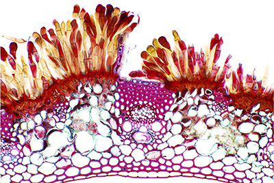 wheat rust